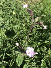 Melandrium