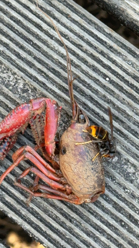 Yellow-legged Hornet