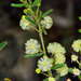 Acacia aspera - Photo (c) Chris Lindorff, algunos derechos reservados (CC BY), uploaded by Chris Lindorff