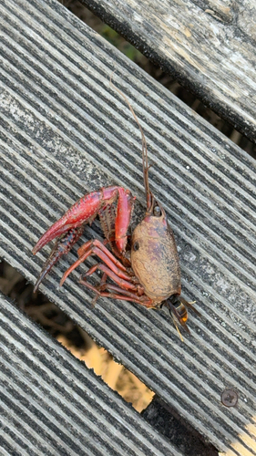 Red Swamp Crayfish