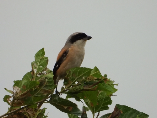 Long-tailed Shrike