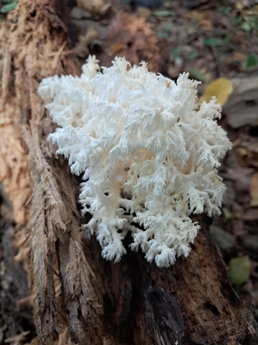 Coral tooth fungus