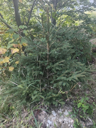 Norway spruce