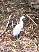 Little Egret