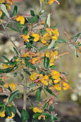 Grevillea chrysophaea