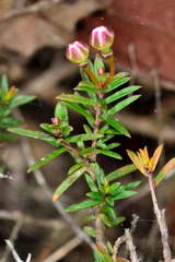 Euryomyrtus ramosissima ramosissima