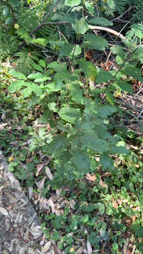 alder buckthorn