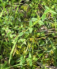 Gonocarpus tetragynus