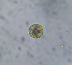 Haematococcus