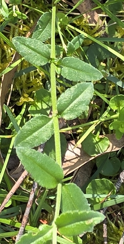 Gonocarpus tetragynus, photograph 3