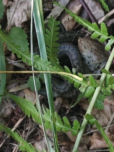 Smooth Snake