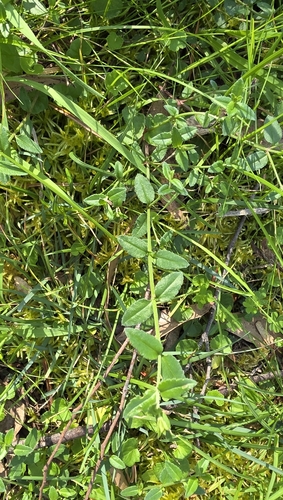 Gonocarpus tetragynus, photograph 4