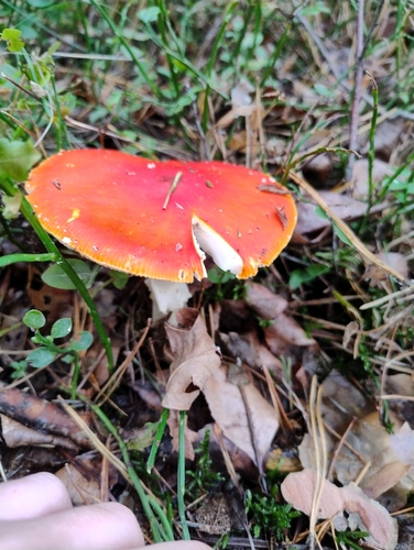 Fly Agaric