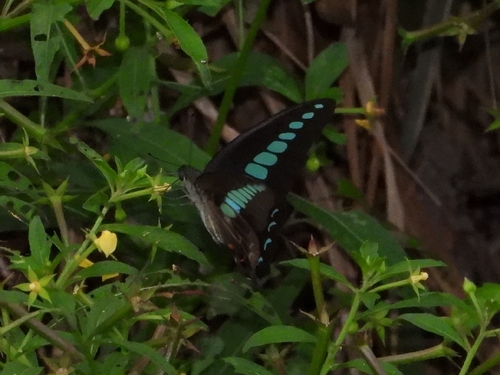 Common Bluebottle