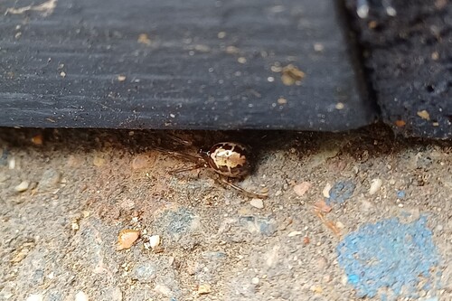 Noble False Widow