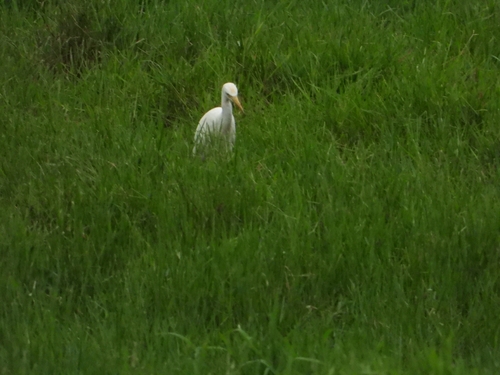 Eastern Cattle-Egret