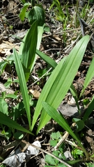 Allium burdickii