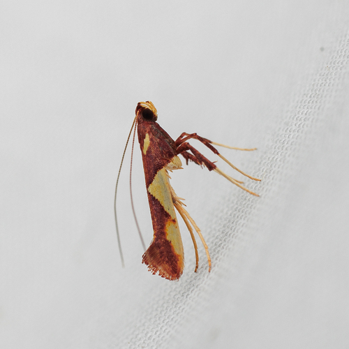 Caloptilia xanthopharella