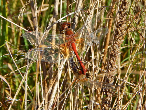 Yellow-winged Darter