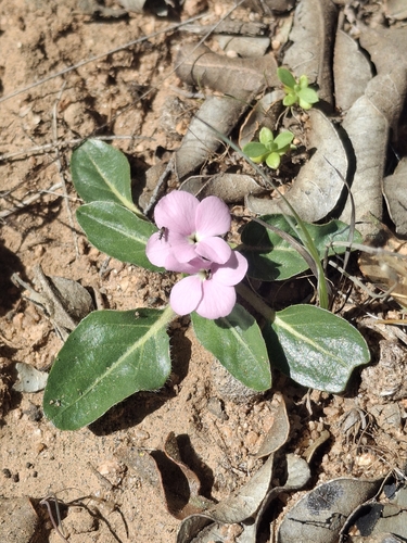 Stenandrium dulce, photograph 1