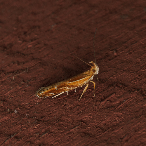 Eutorna tricasis