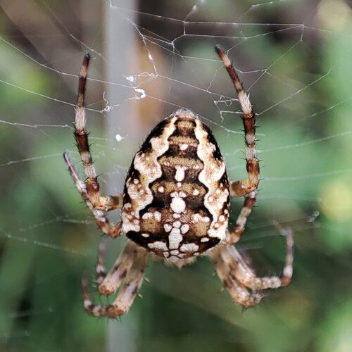 Cross Orbweaver