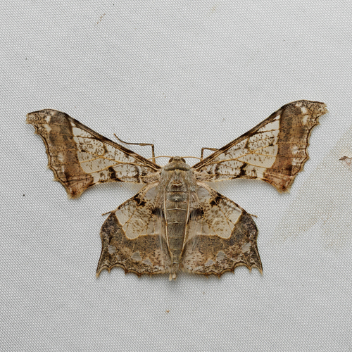 Krananda extranotata