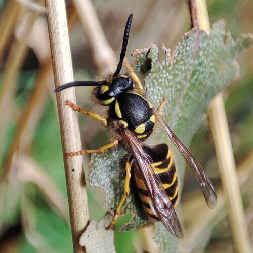 German Yellowjacket