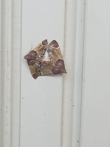 Meal moth