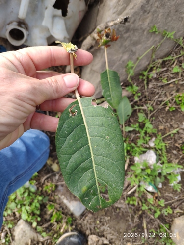 Phytolacca dioica