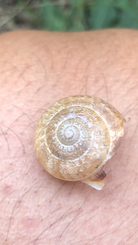 Chocolate-band Snail