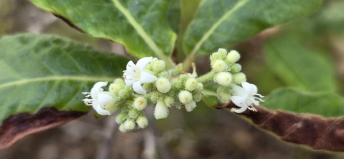 Psychotria loniceroides