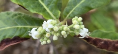 Psychotria loniceroides