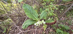 Psychotria loniceroides, photograph (c) Andrew Thornhill, some rights reserved (CC BY)