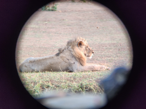 Southern Lion