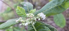 Psychotria loniceroides, photograph (c) Andrew Thornhill, some rights reserved (CC BY)