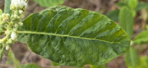 Psychotria loniceroides, photograph 3