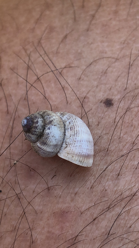 Round-mouthed Snail