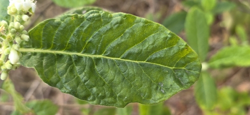 Psychotria loniceroides, photograph 4