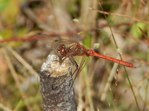 Vagrant Darter