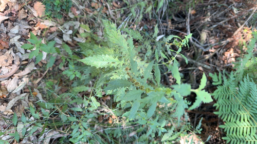 European water-horehound