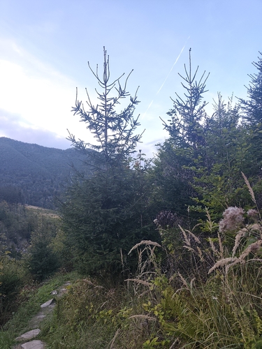 Norway spruce