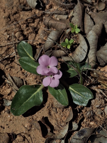 Stenandrium dulce, photograph 2