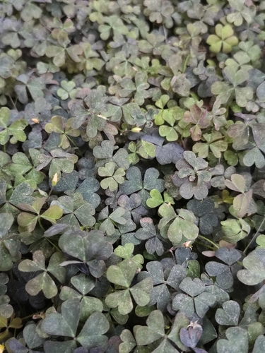 Creeping Woodsorrel