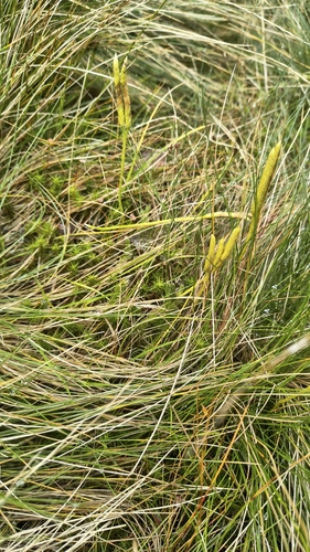 stag's-horn clubmoss