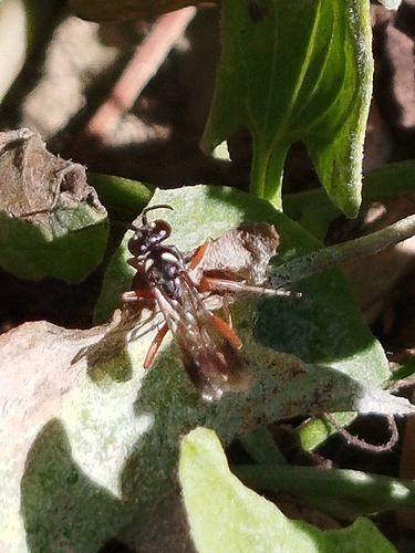 Agenioideus cinctellus