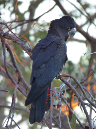Red-tailed Black Cockatoo