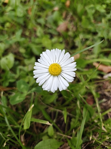 Lawn daisy