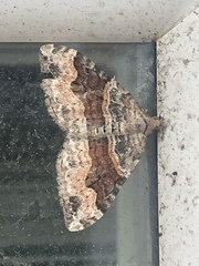 Xanthorhoe defensaria