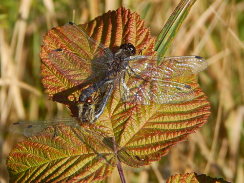 Black Meadowhawk